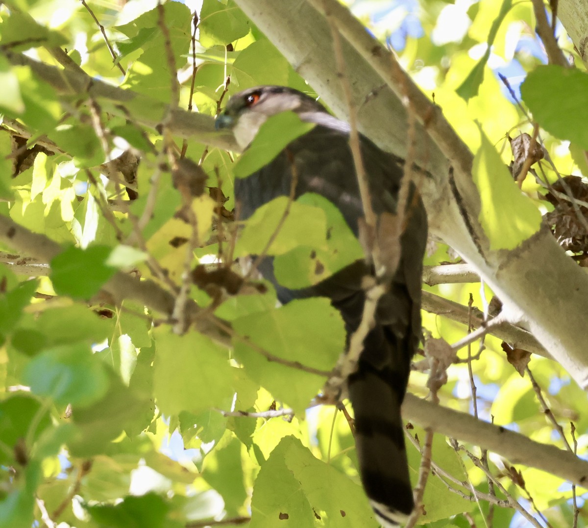 クーパーハイタカ - ML645582792