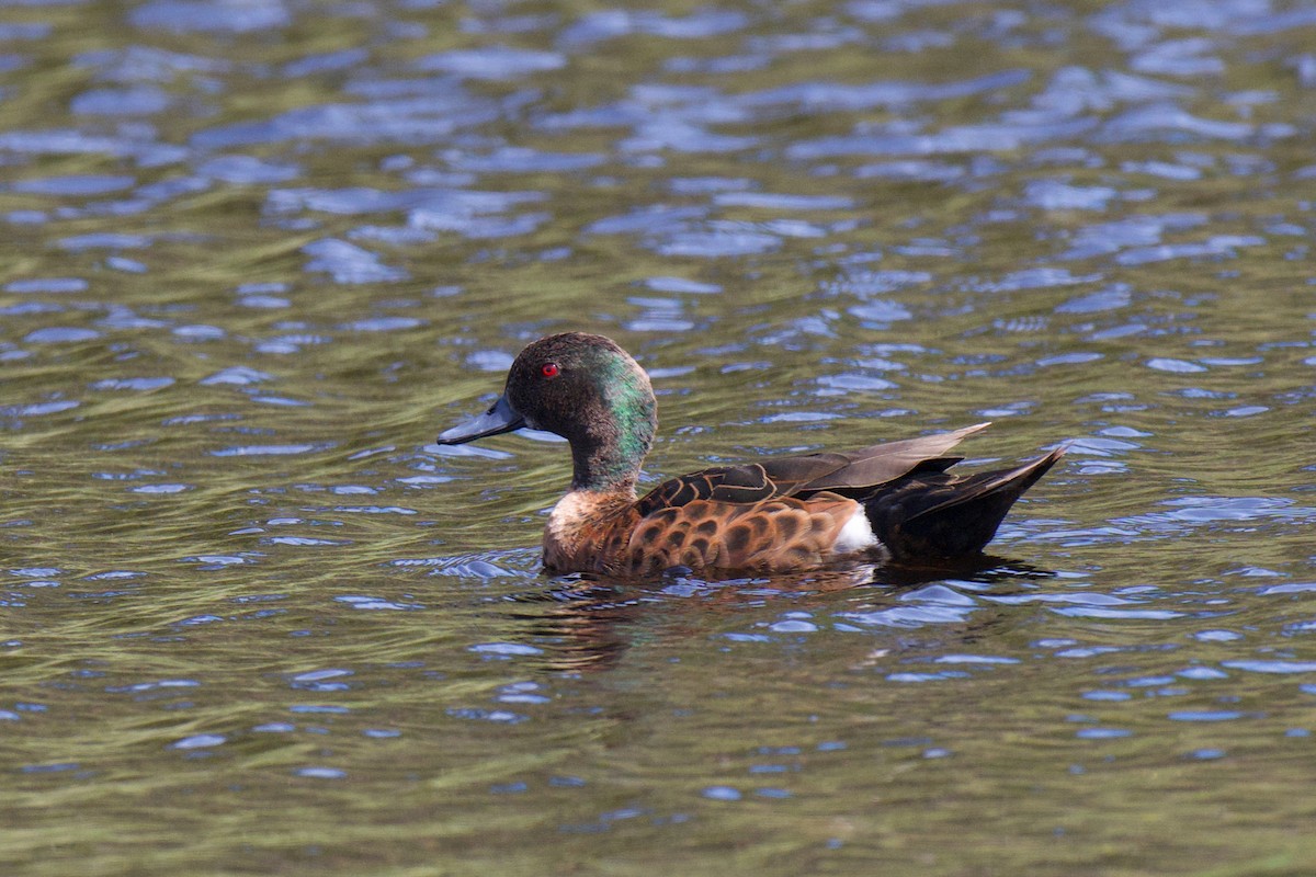 Chestnut Teal - ML645582793