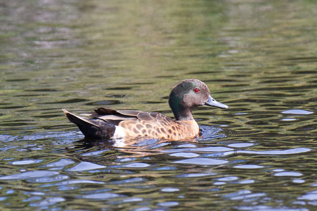 Chestnut Teal - ML645582796