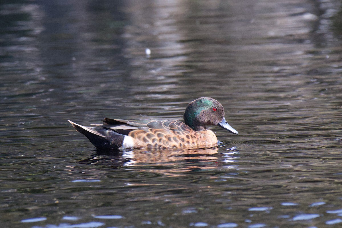 Chestnut Teal - ML645582797