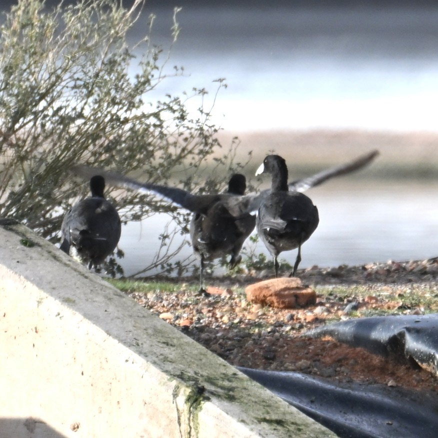 Focha Americana - ML645582800