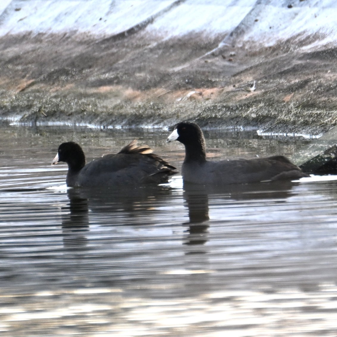 Focha Americana - ML645582801