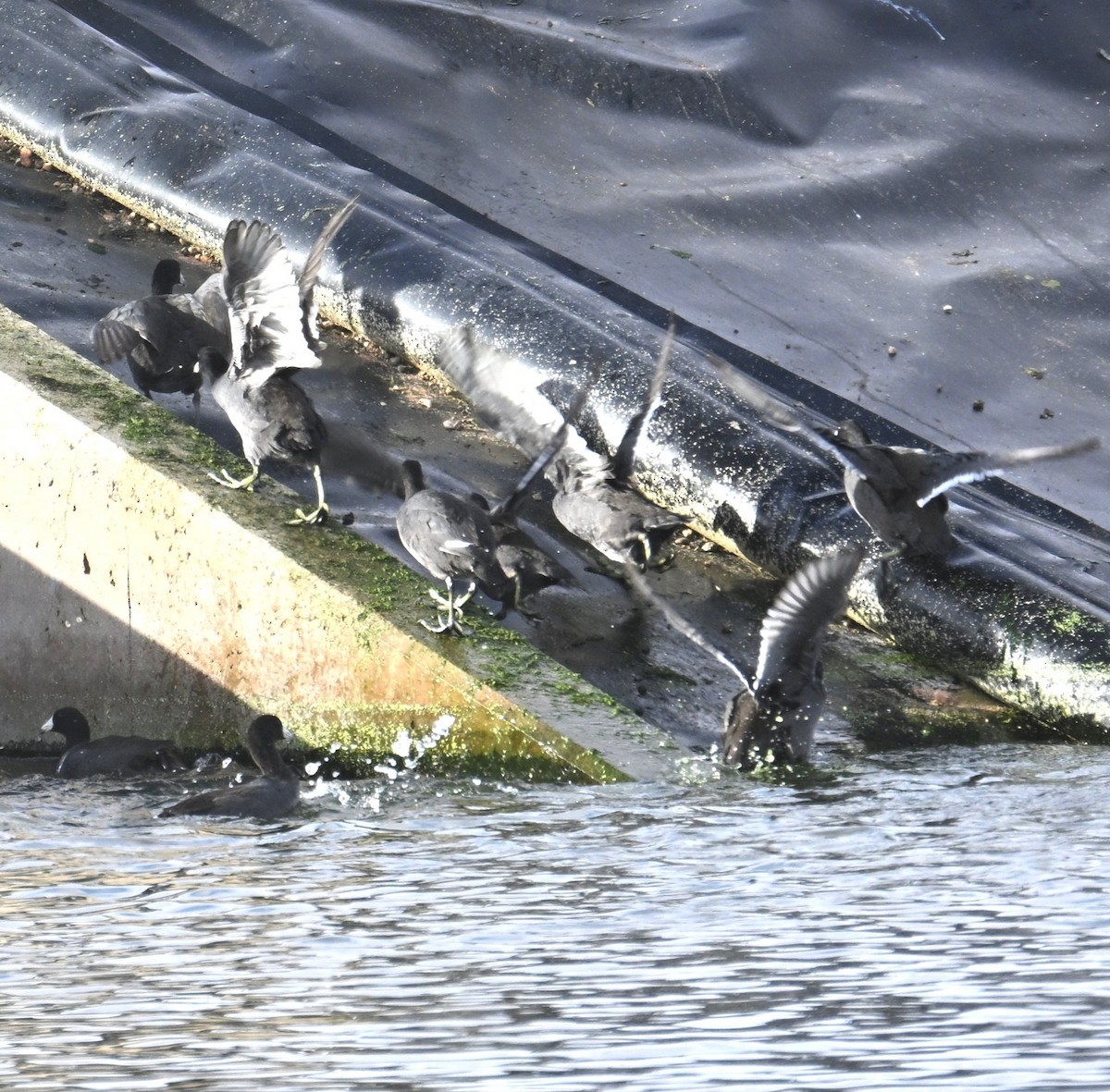 Focha Americana - ML645582802