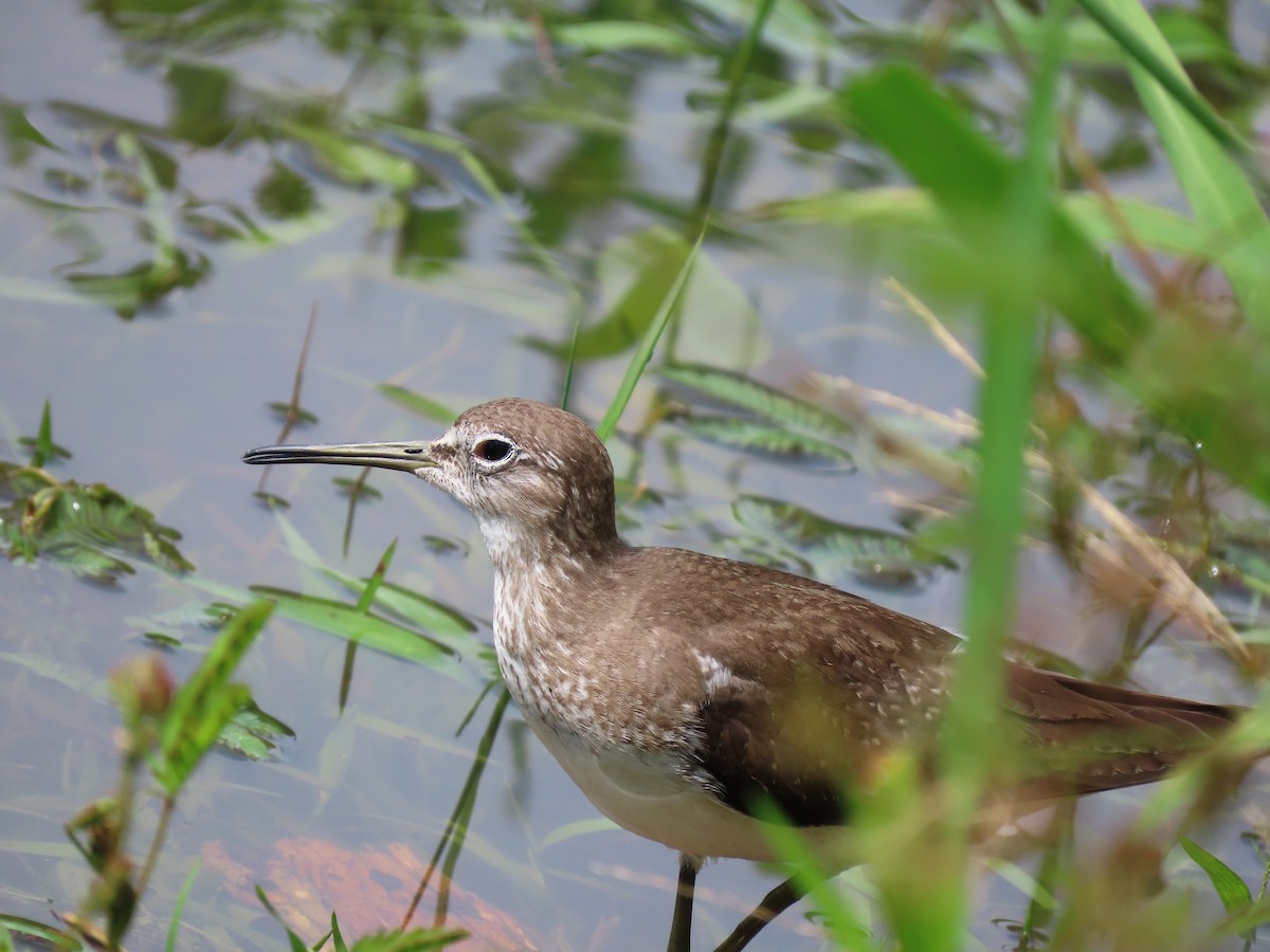 Solitary Sandpiper - ML645582805