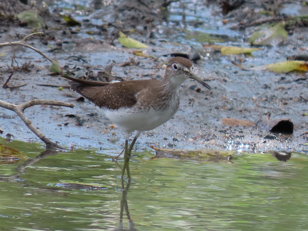 Solitary Sandpiper - ML645582806