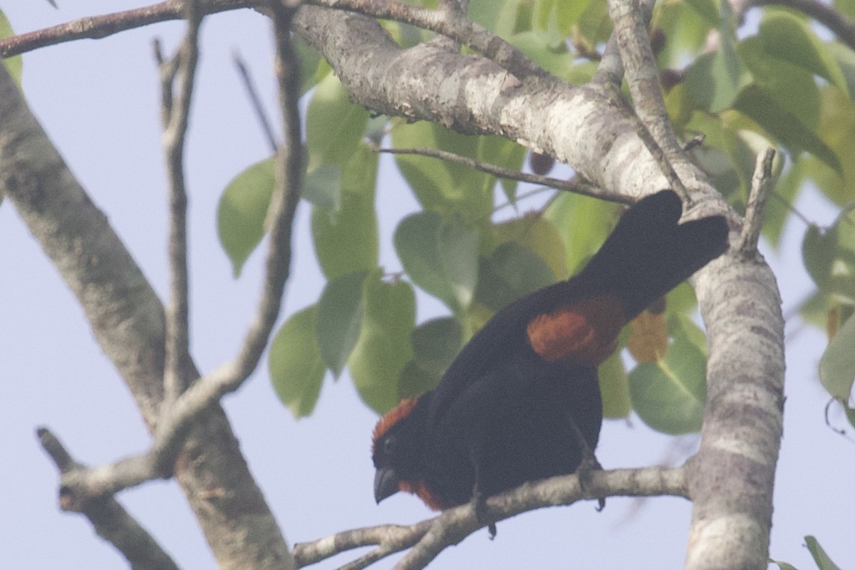 Puerto Rican Bullfinch - ML645582808