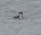 loon sp. - ML645582810