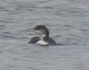 loon sp. - ML645582823