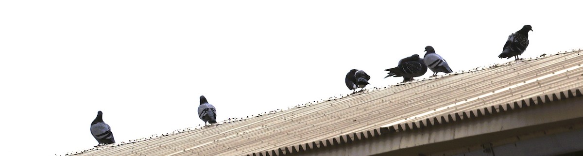 Haitz-usoa (etxekoa) - ML645582839