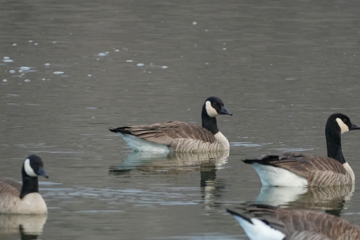 Canada Goose - ML645582853