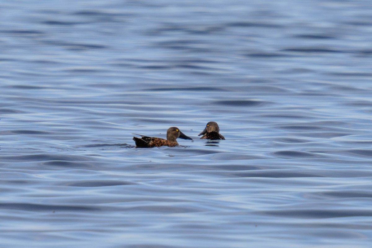 ミカヅキハシビロガモ - ML645582858