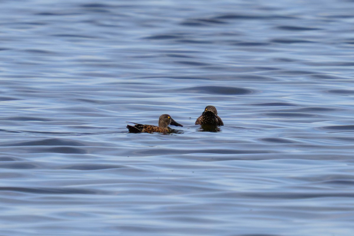 ミカヅキハシビロガモ - ML645582859