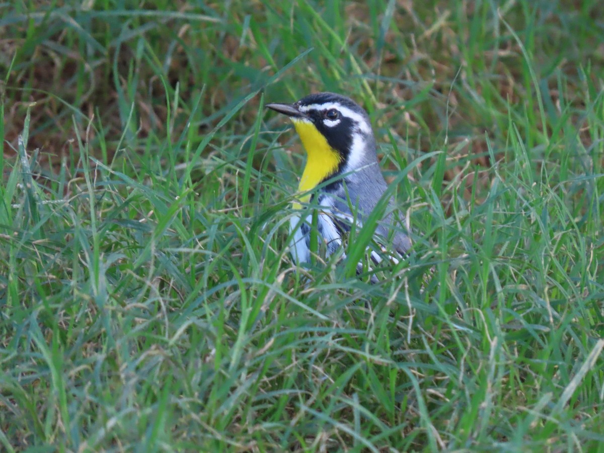 Yellow-throated Warbler - ML645582861