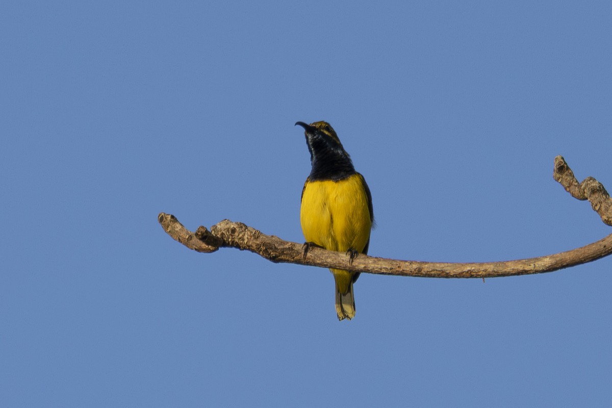 Sahul Sunbird - ML645582862