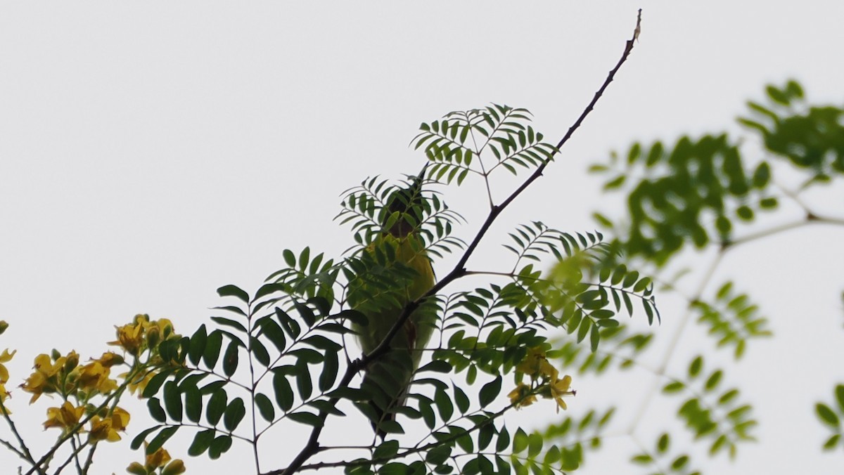 Brown-throated Sunbird - ML645582863