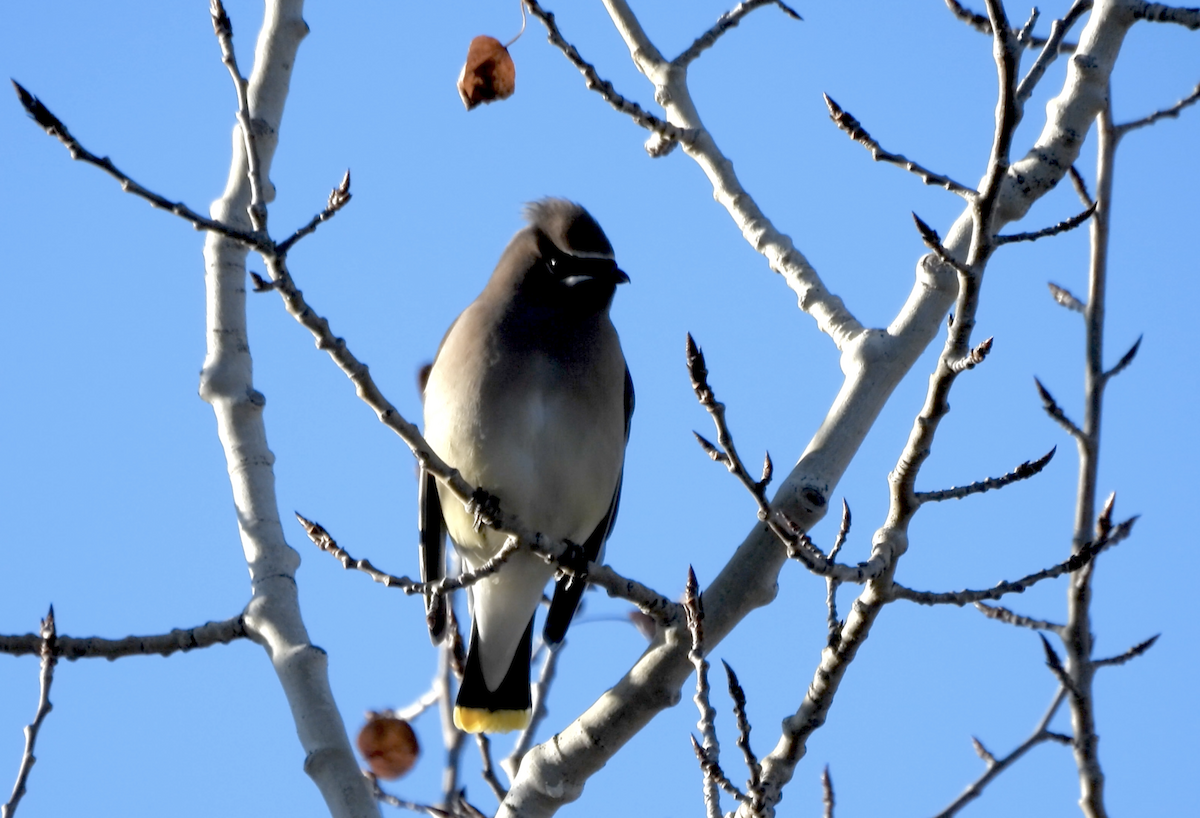 Zedernseidenschwanz - ML645582864