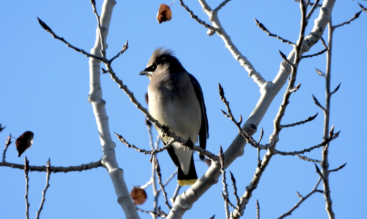 Zedernseidenschwanz - ML645582865