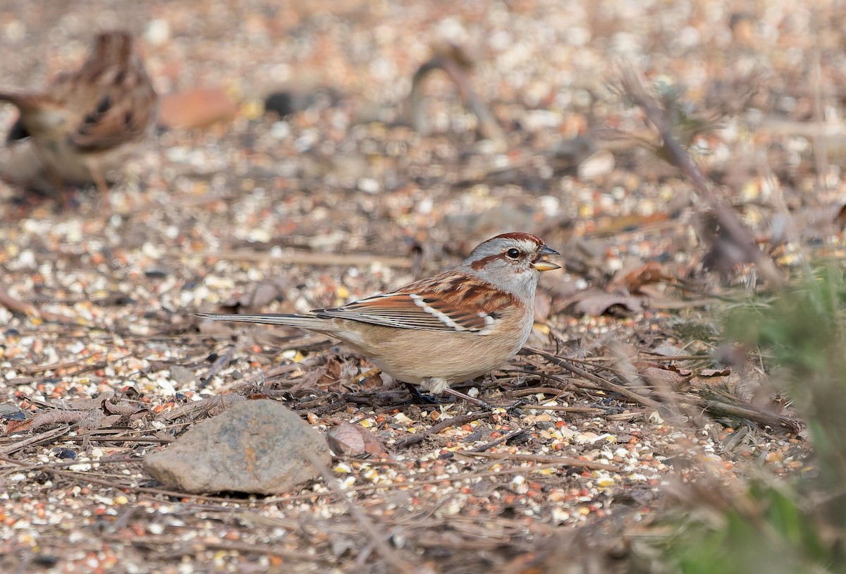 Baumammer - ML645582869