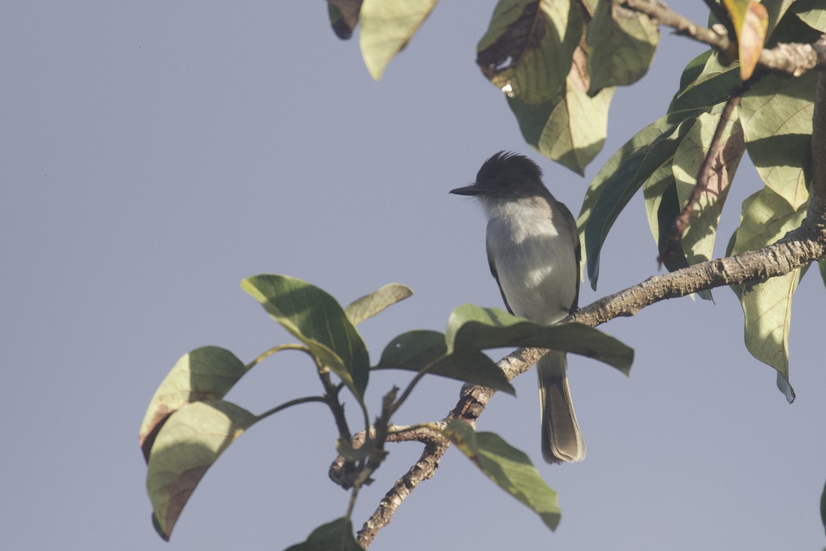 Puerto-Rico-Schopftyrann - ML645582873