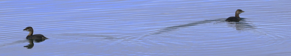 Bindentaucher - ML645582874