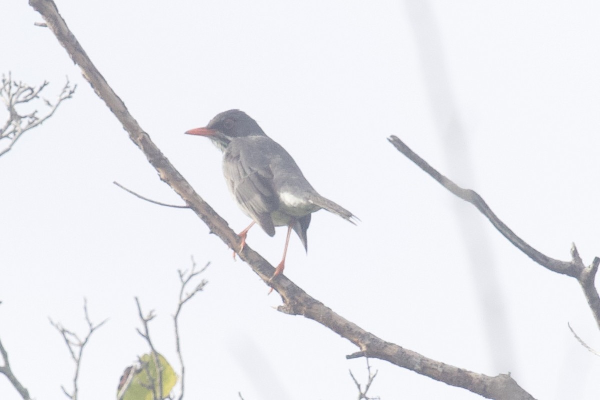 Hispaniola-Rotfußdrossel - ML645582876