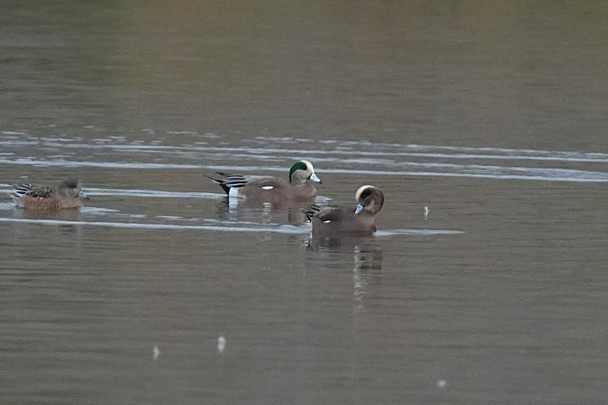 Kanadapfeifente - ML645582877