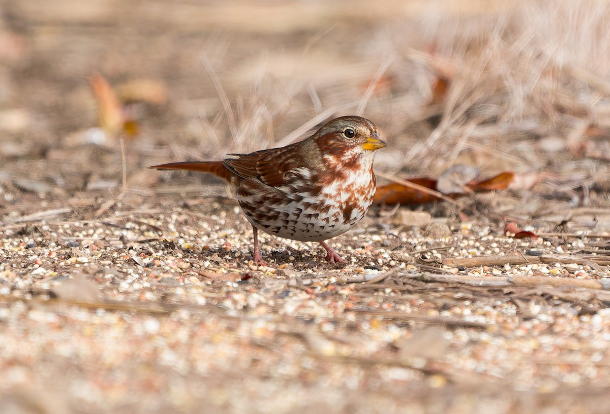 Fuchsammer - ML645582878