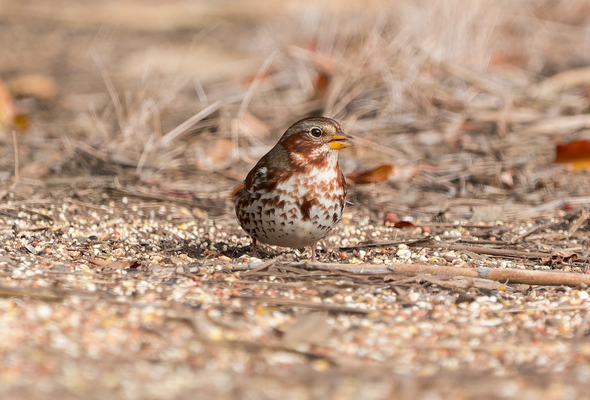 Fuchsammer - ML645582879