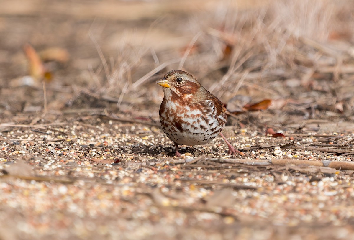 Fuchsammer - ML645582880