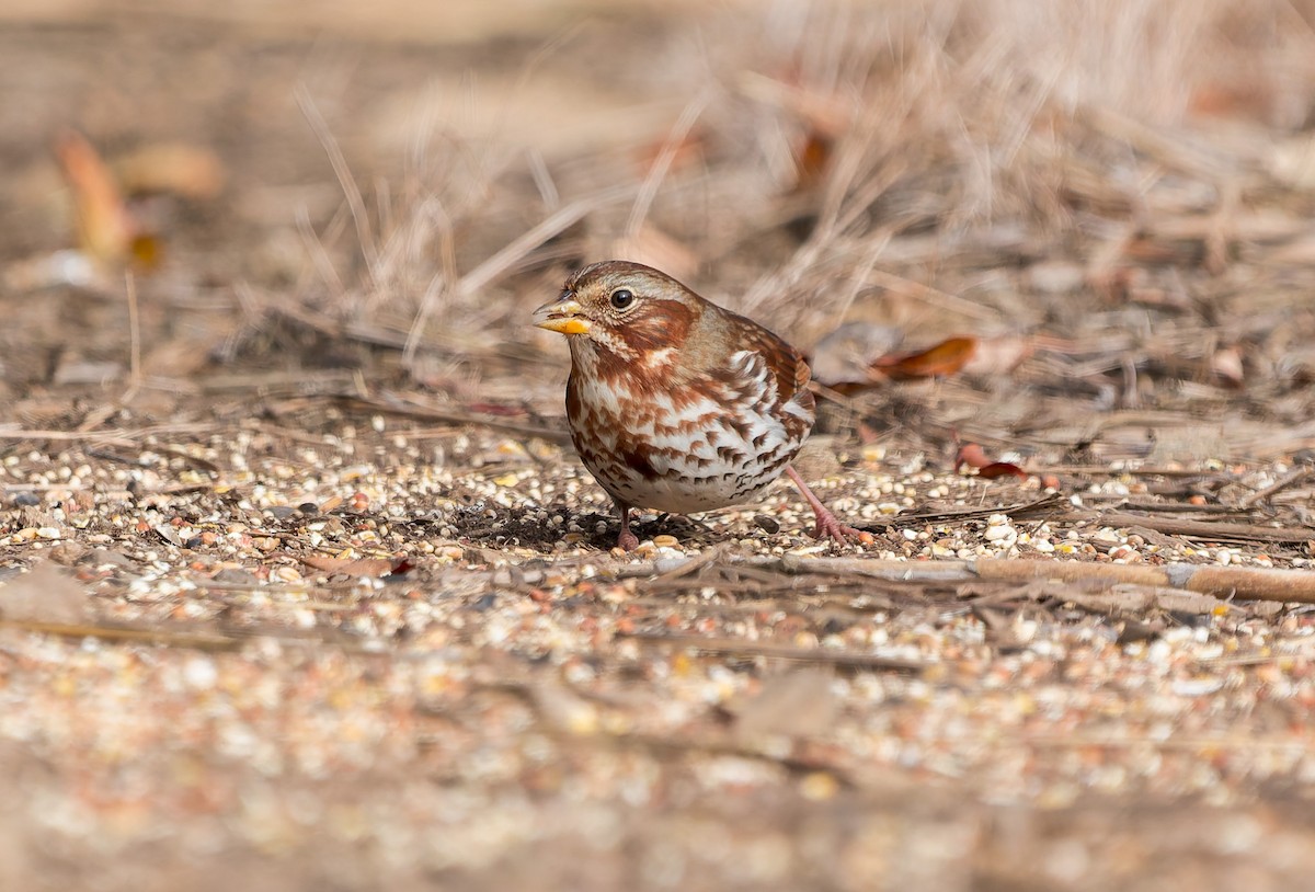 Fuchsammer - ML645582881