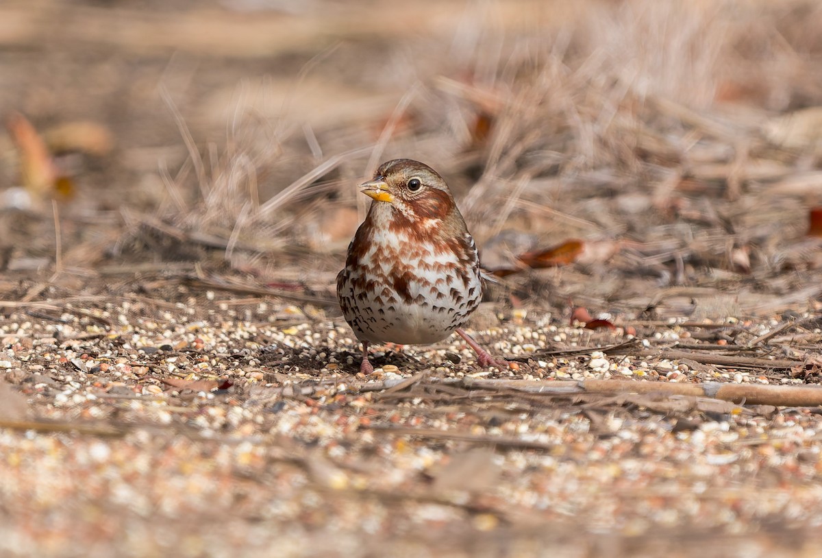 Fuchsammer - ML645582882