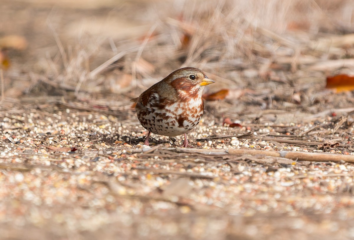 Fuchsammer - ML645582883