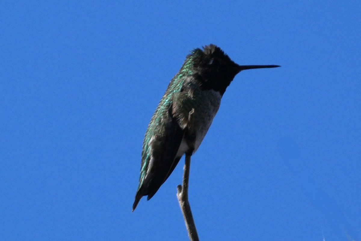 Annakolibri - ML645582885