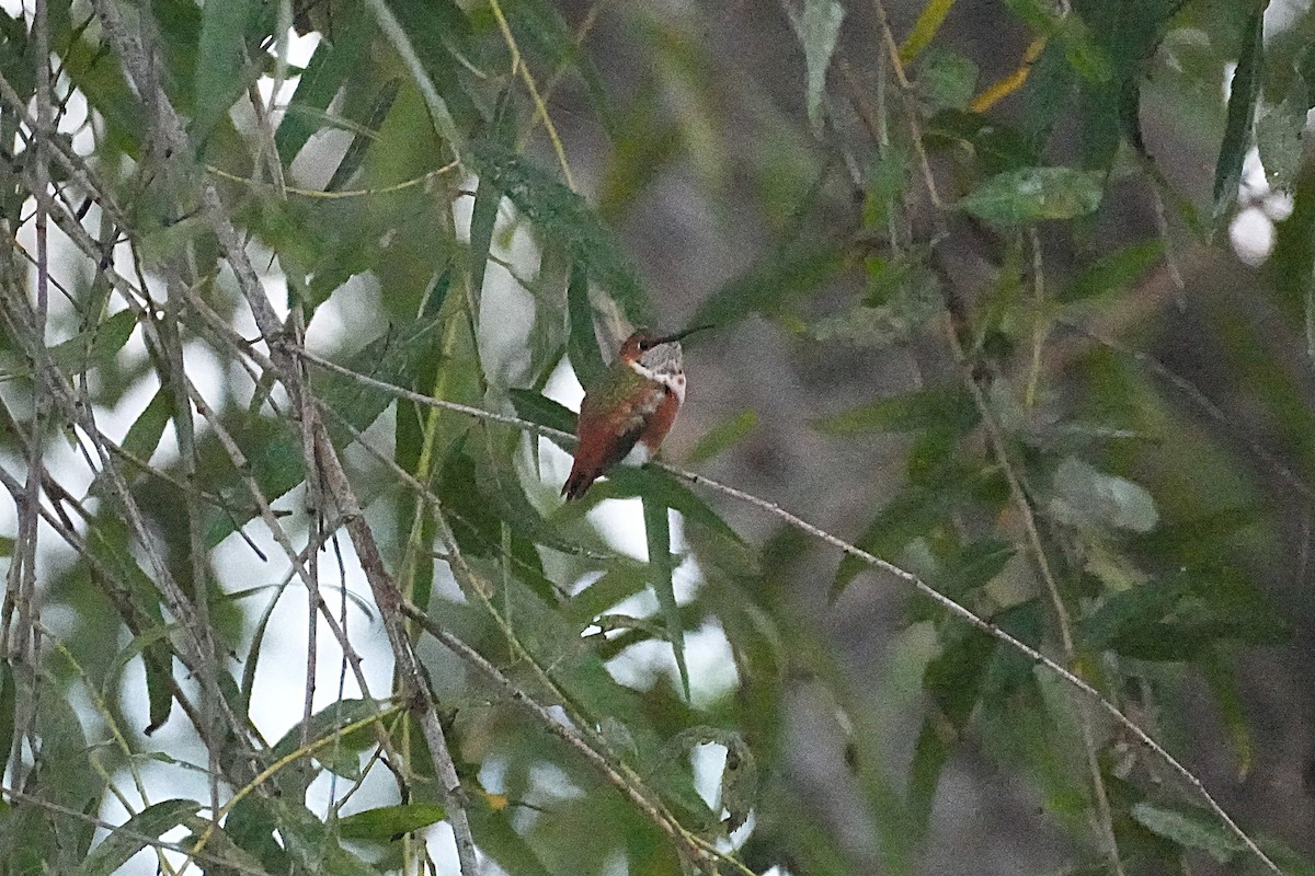 Grünrücken-Zimtelfe - ML645582886