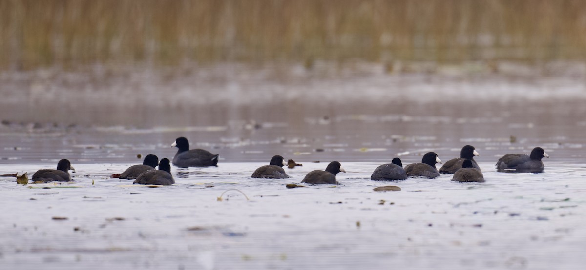 Indianerblässhuhn - ML645582887