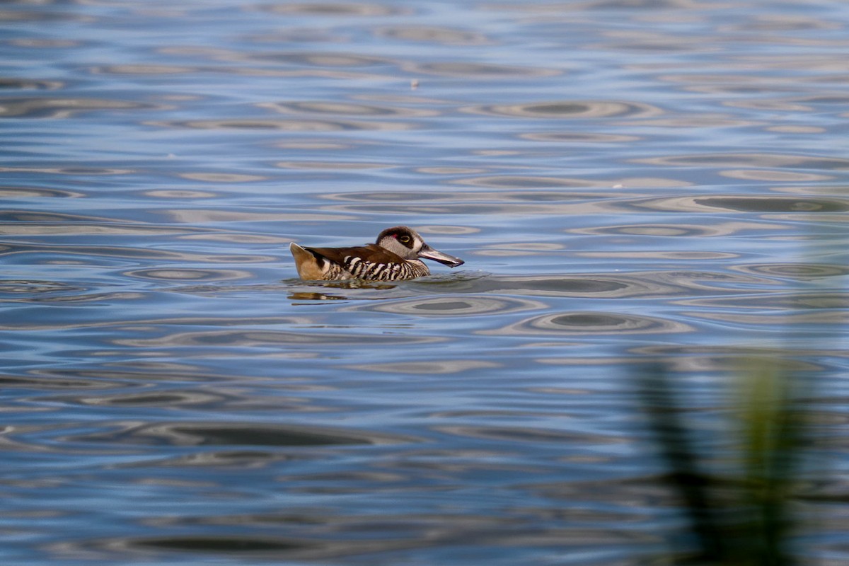 Rosenohrente - ML645582888