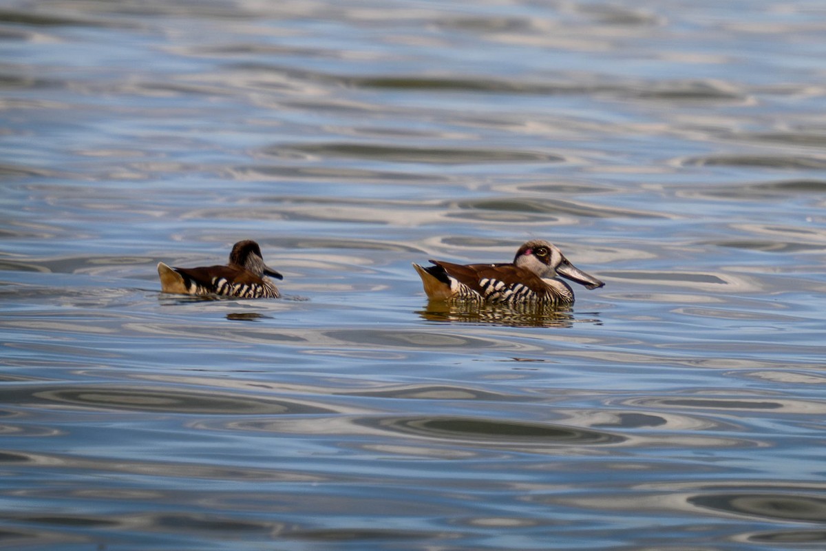 Rosenohrente - ML645582889