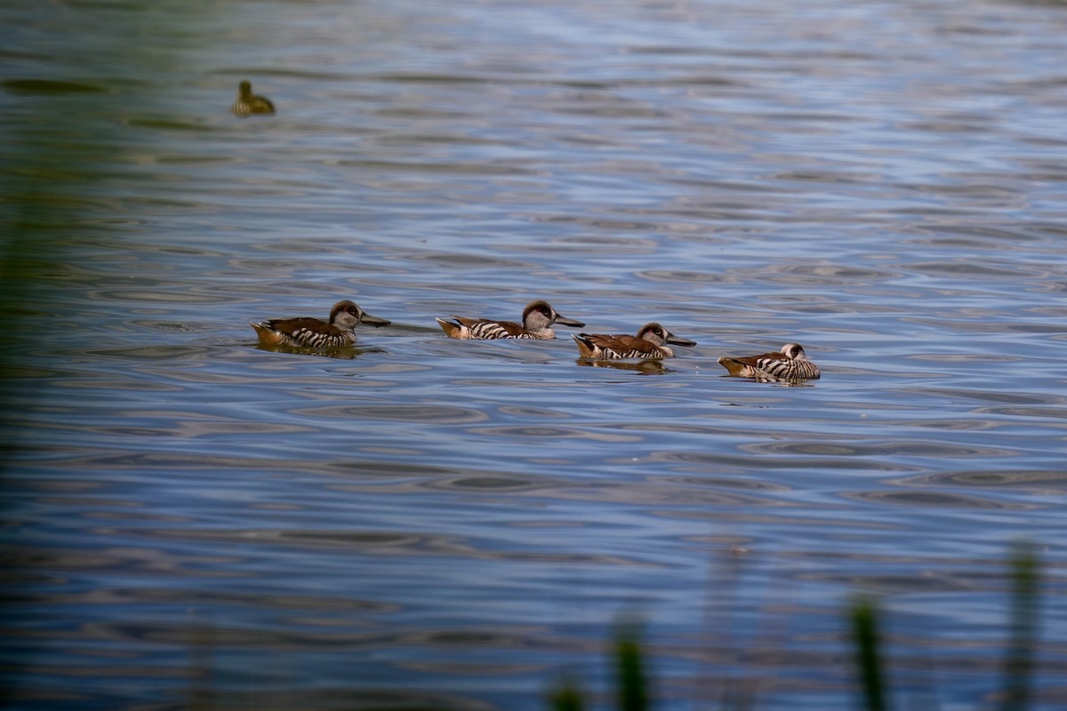 Rosenohrente - ML645582890