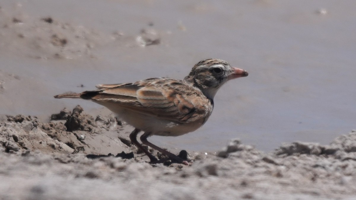 Rotschnabellerche - ML645582891