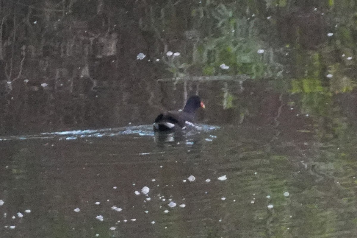 Amerikateichhuhn - ML645582892