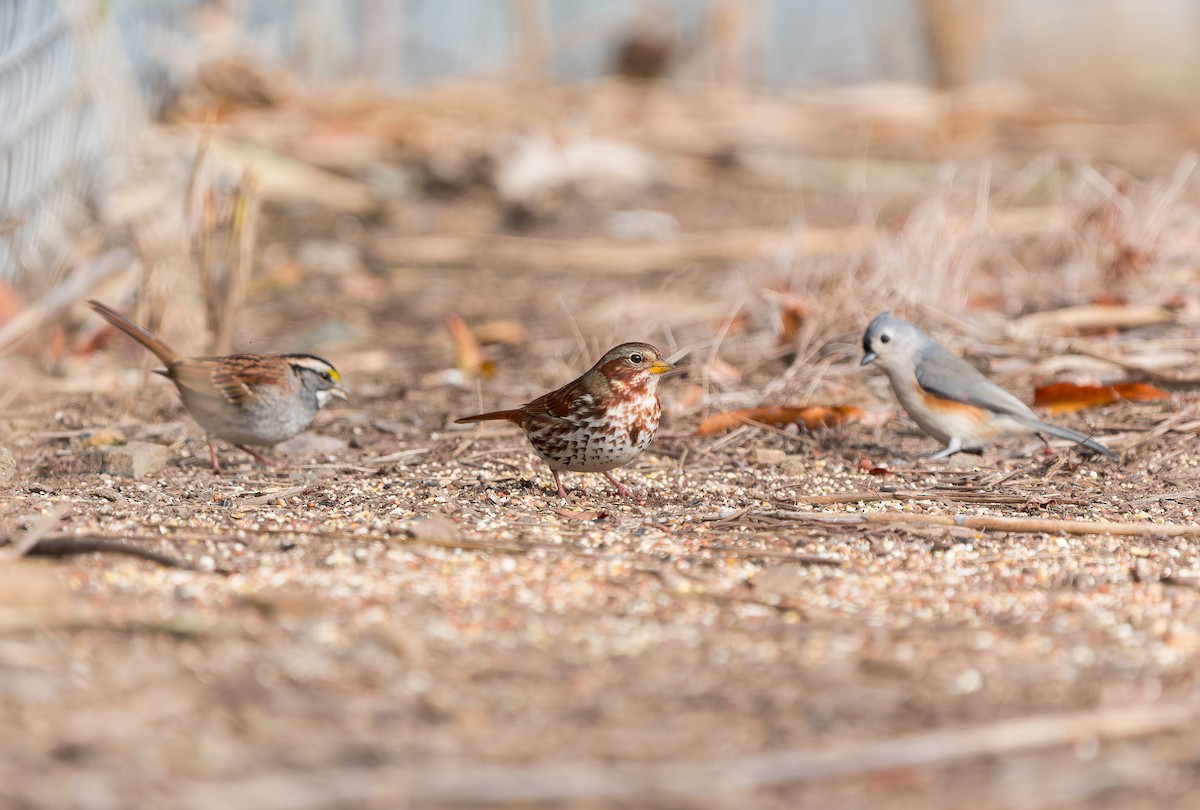 Fuchsammer - ML645582893