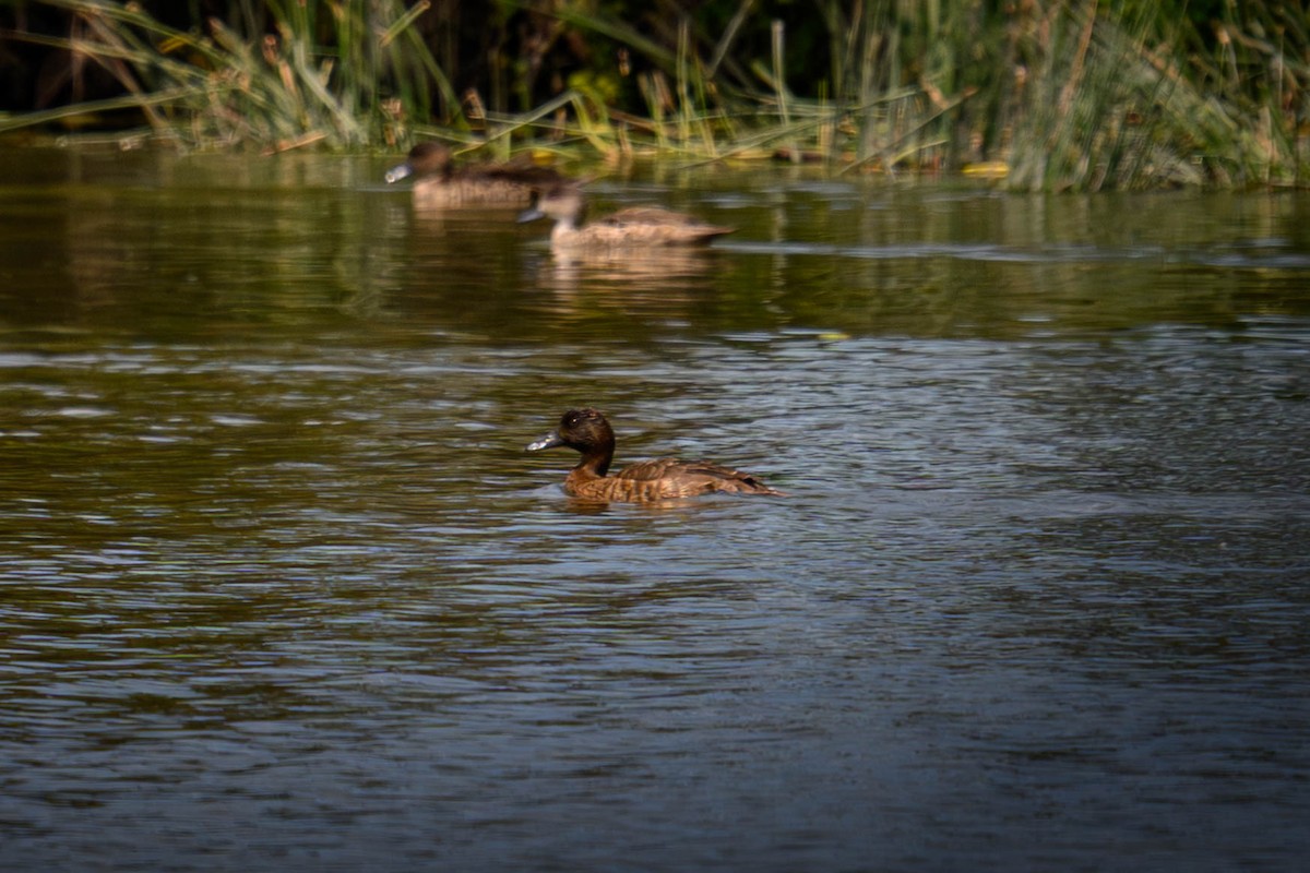 Tasmanmoorente - ML645582894