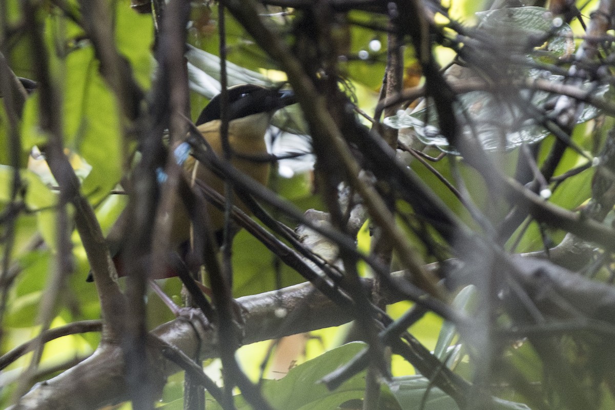 Weißkehl-Schmuckpitta - ML645582896