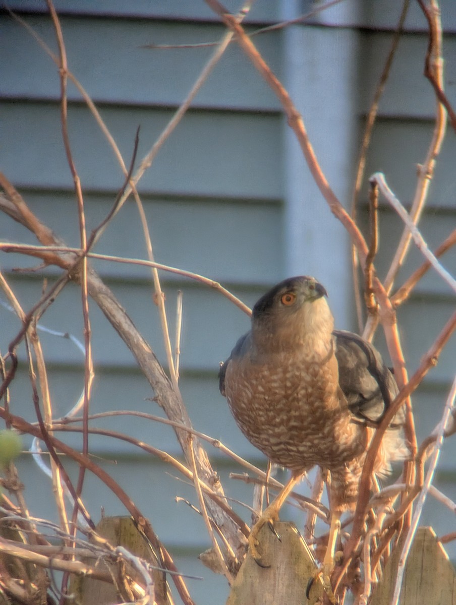 Rundschwanzhabicht - ML645582897