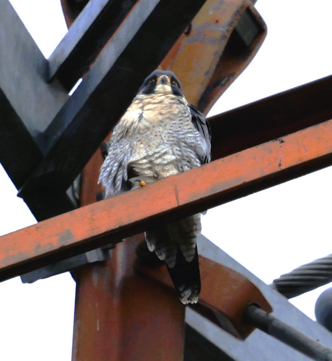 Wanderfalke - ML645582899