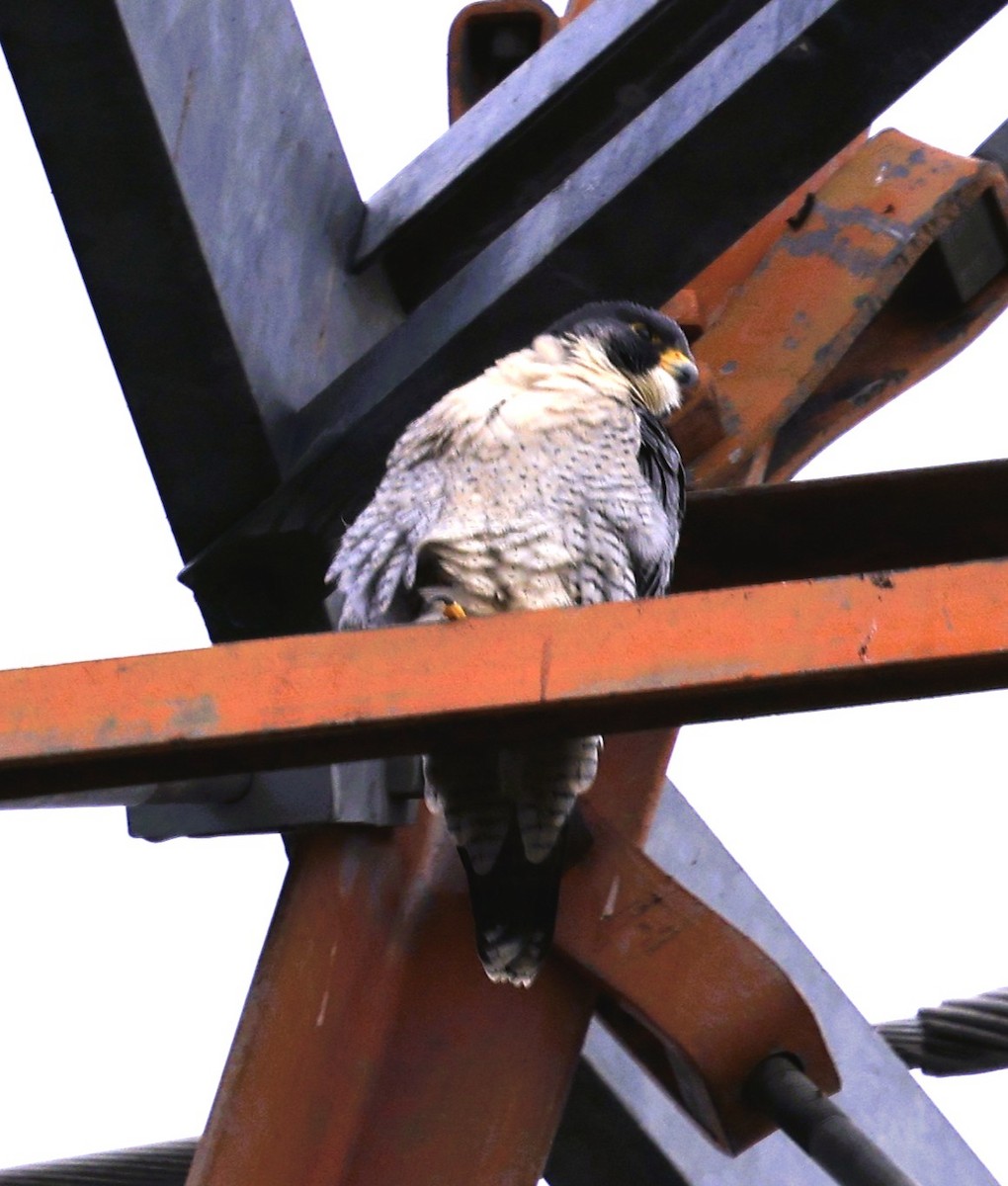 Wanderfalke - ML645582900