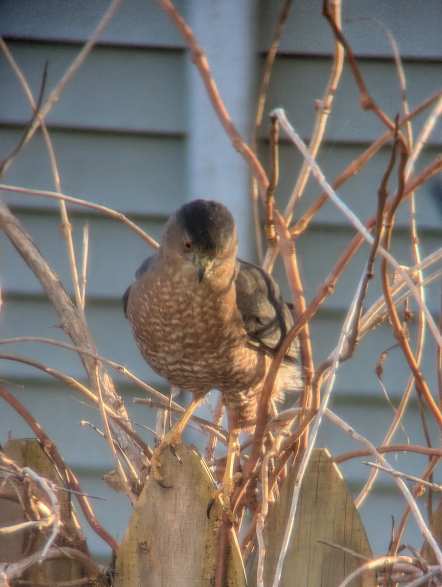 Rundschwanzhabicht - ML645582901