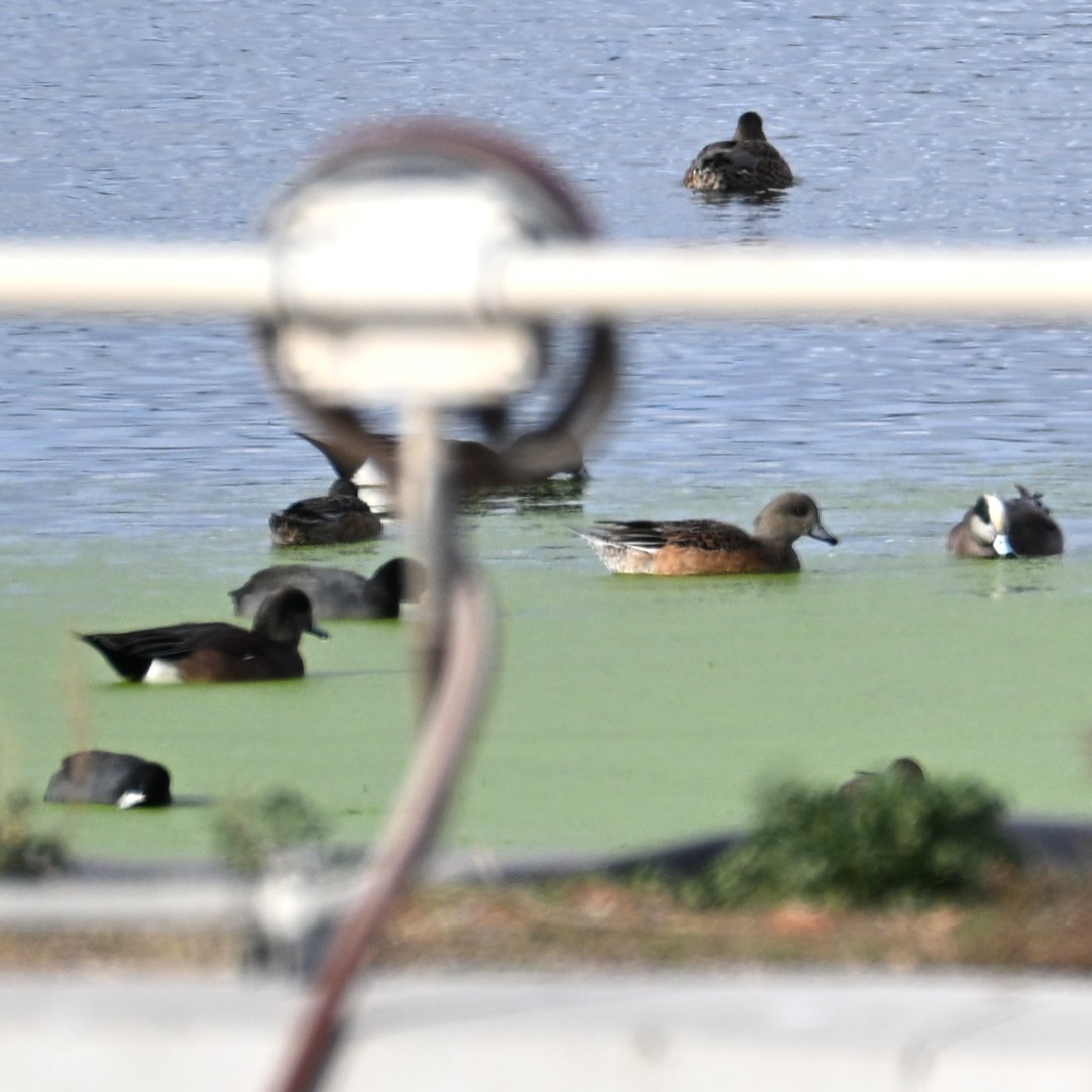 Kanadapfeifente - ML645582902