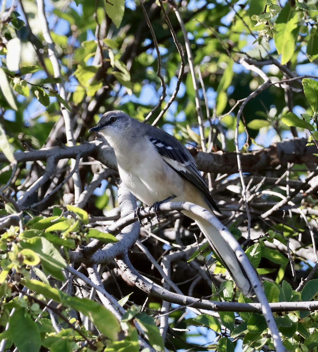 Northern Mockingbird - ML645582903