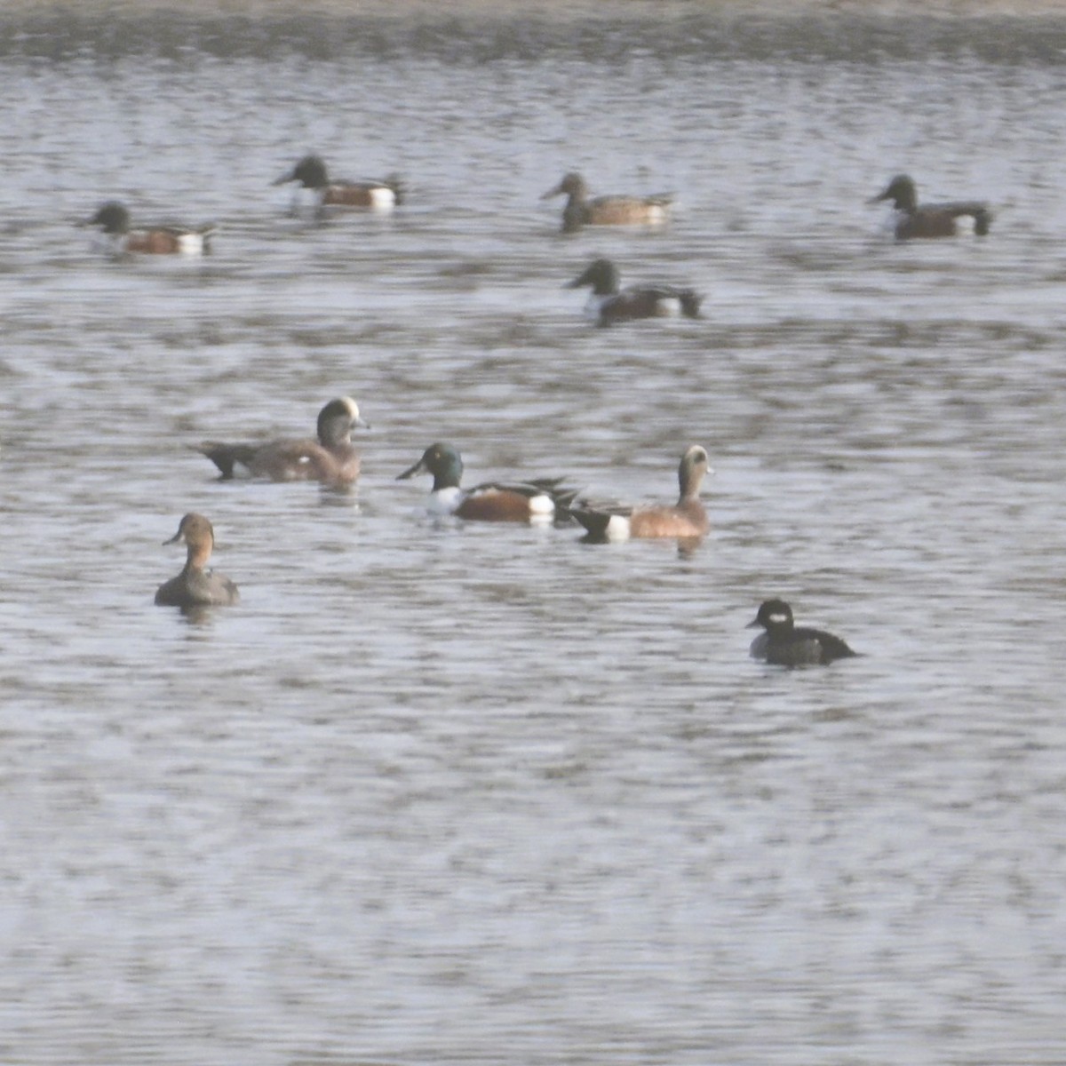 Ahate txistulari amerikarra - ML645582904